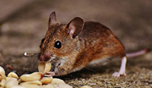 24 Hour & Emergency Exterminators in Oxon Hill, MD